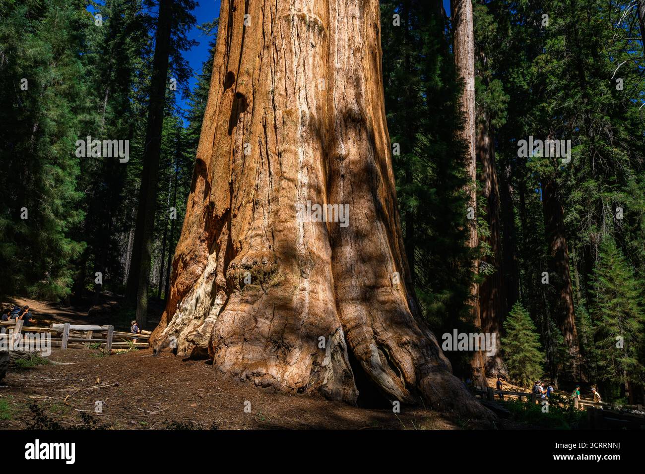 The magnificent Giant Sequoia the General Sherman. Largest tree in the ...