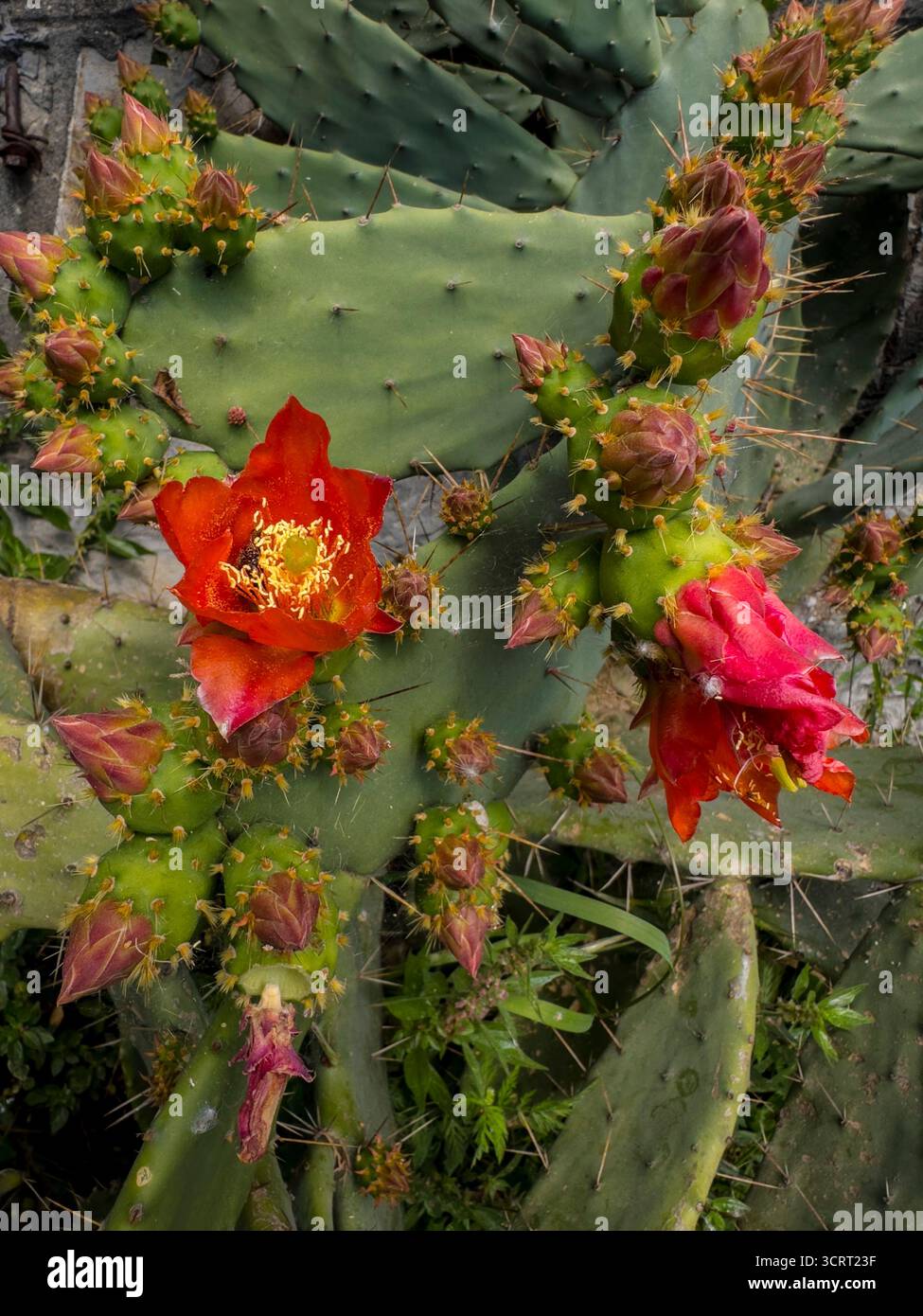 Opuntia. red flowers. prickly pear cactus in bloom. - Smartphone Captured Stock Image