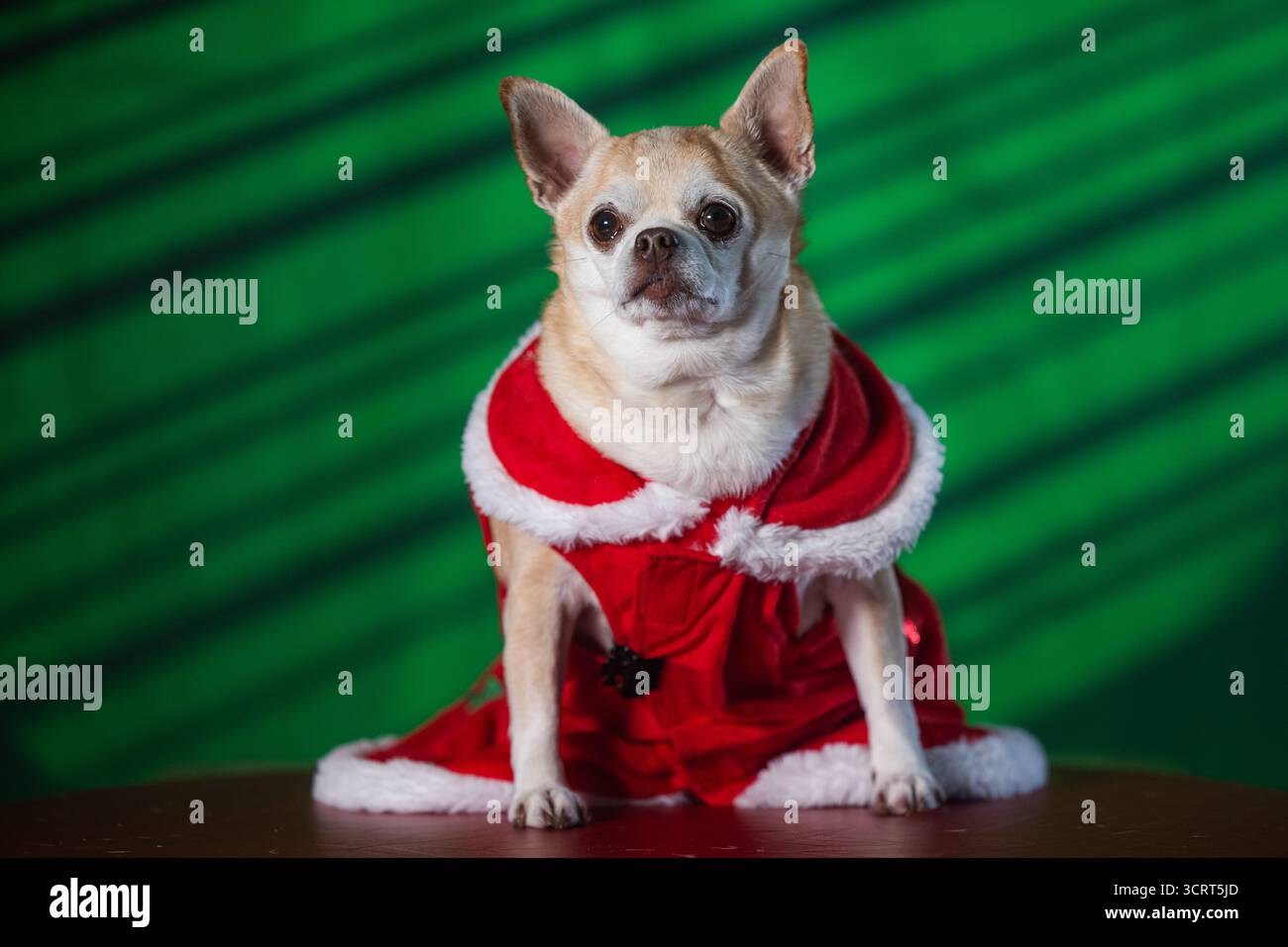 chihuahua christmas dress wearing hi-res stock photography and images wallpaper christmas chihuahua Color:Cyan Blue LowStock:42865562222643 EMBELLISHED PASTEL MERMAID DRESS