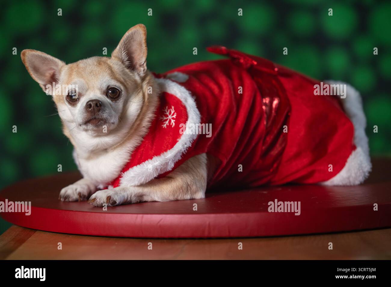 chihuahua christmas dress Christmas dress : r/Chihuahua