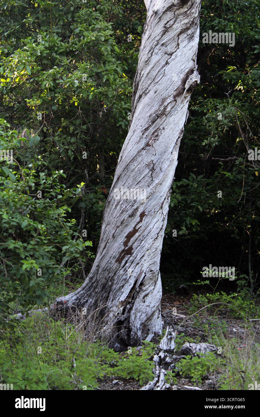 Tree trunk with twisted bark in a forest Stock Photo