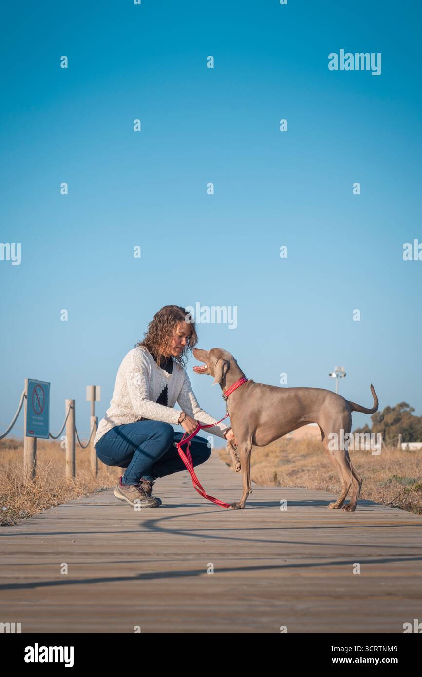 Female Pet Owner Bonding With Loyal Weimaraner Dog During Positive Reinforcement Training Session Outdoors, positive dog training, lifestyle Stock Photo