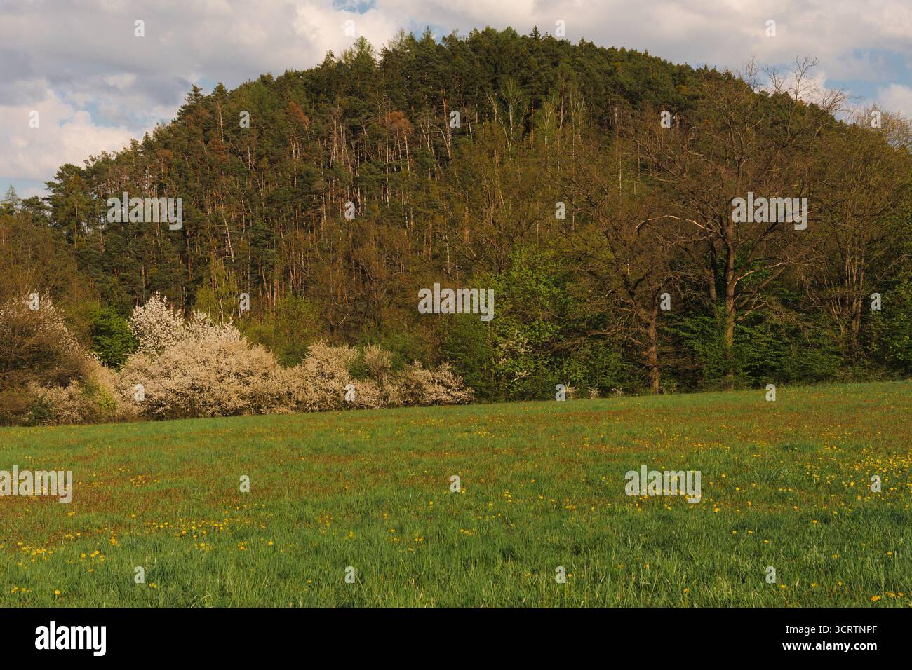 Serene forest meadow wildflowers hi-res stock photography and images ...