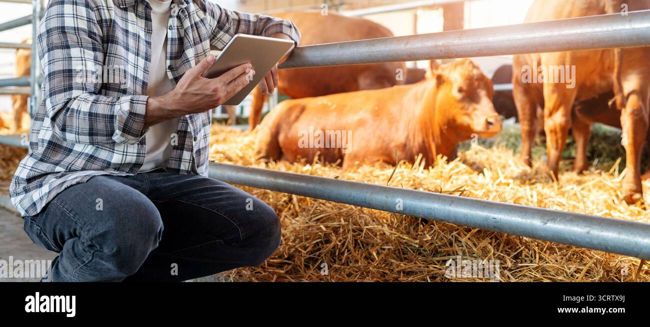 Male agricultural worker inspecting cattle using tablet. Stock Photo