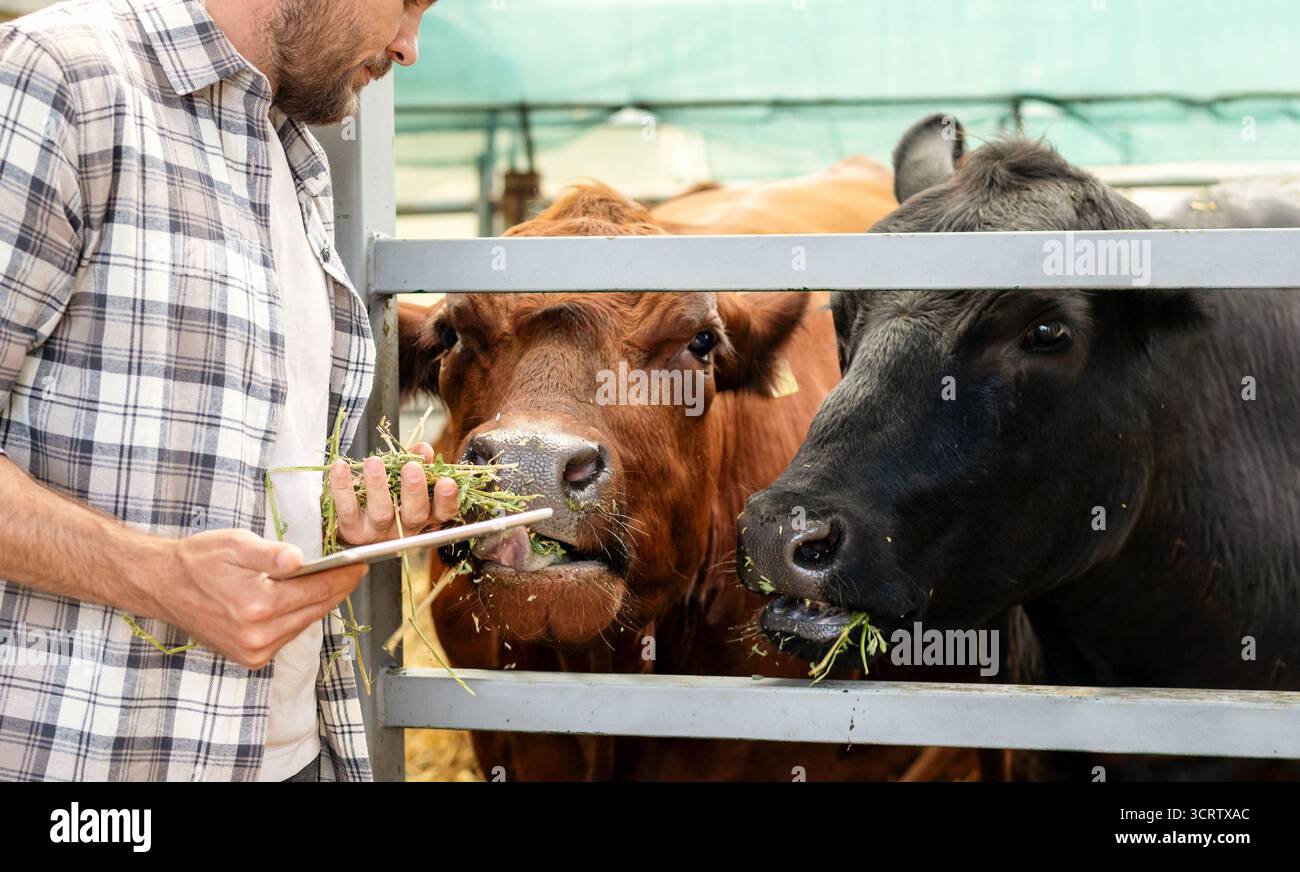 Male agricultural worker inspecting cattle using tablet Stock Photo