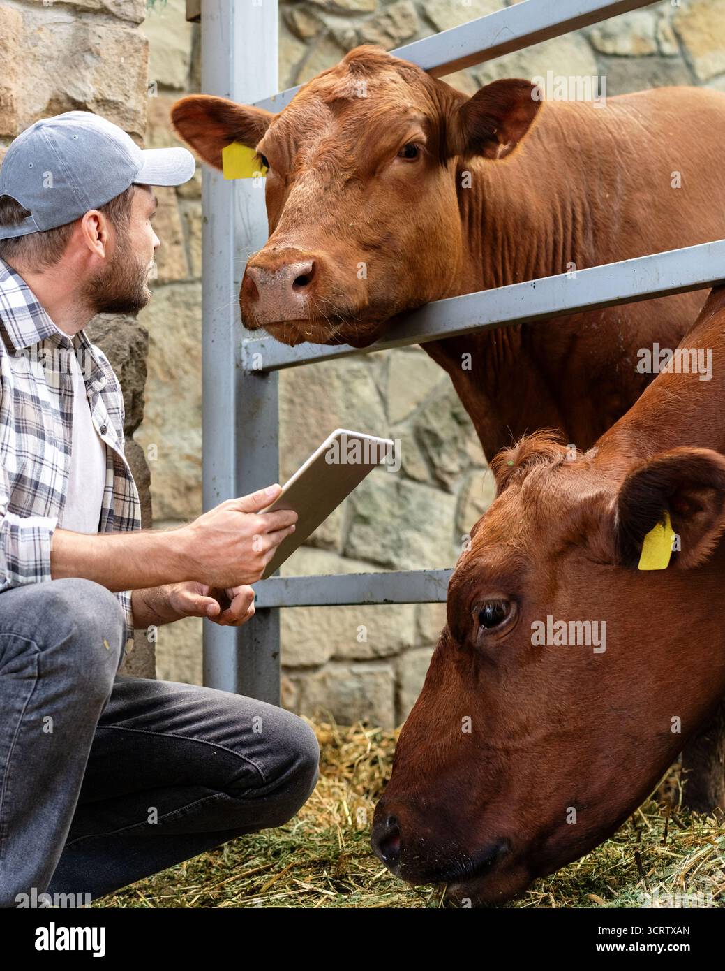 Male agricultural worker inspecting cattle using tablet Stock Photo
