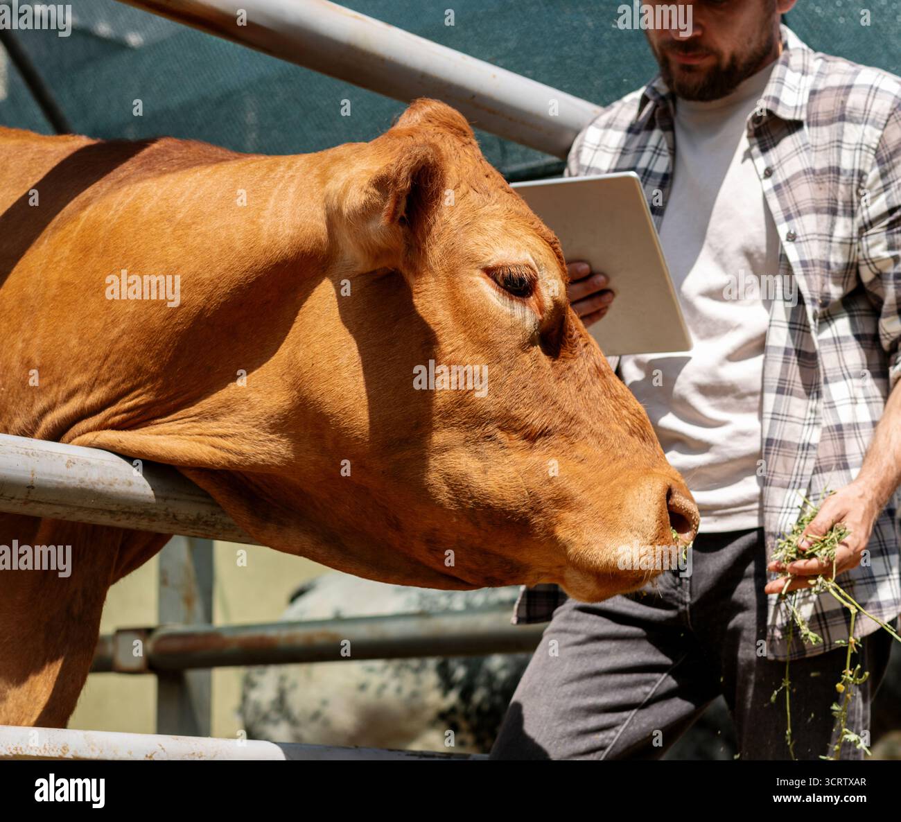 Male agricultural worker inspecting cattle using tablet Stock Photo
