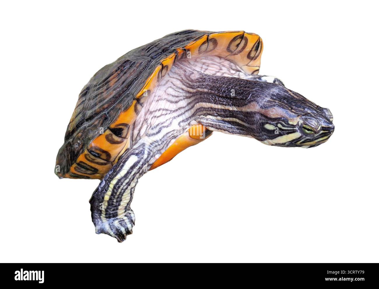 Turtle isolated on white background Stock Photo
