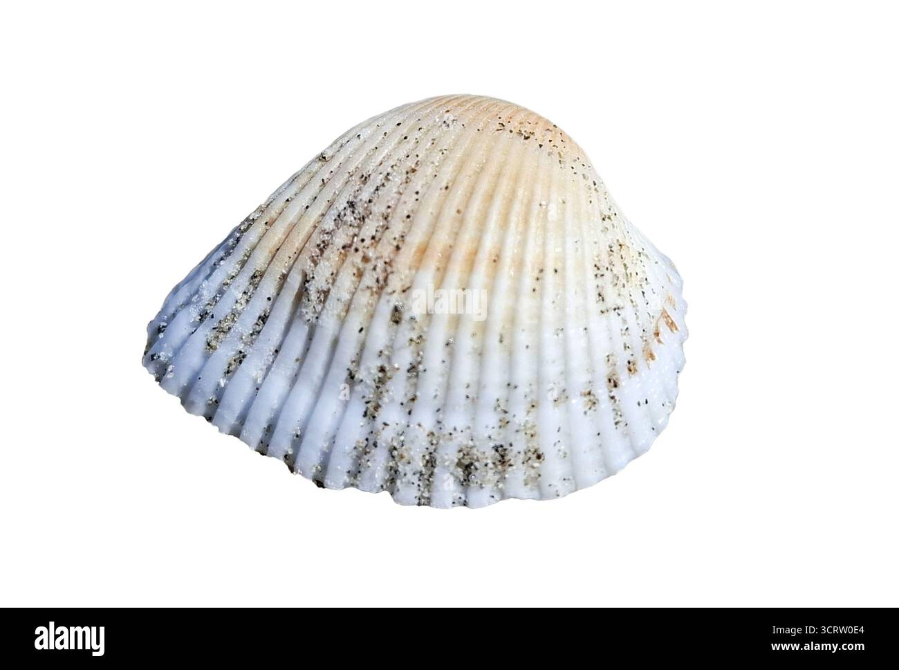 Seashell isolated on white background Stock Photo