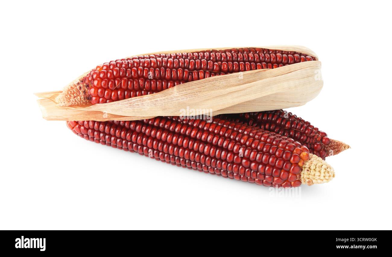 Ripe red corn cobs isolated on white Stock Photo