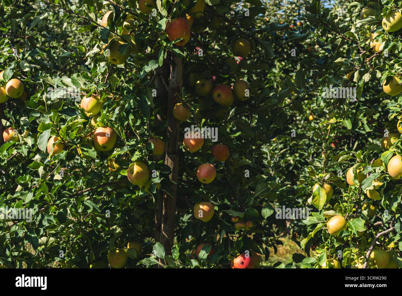 apples gradually turning red growing in an apple orchard Stock Photo ...