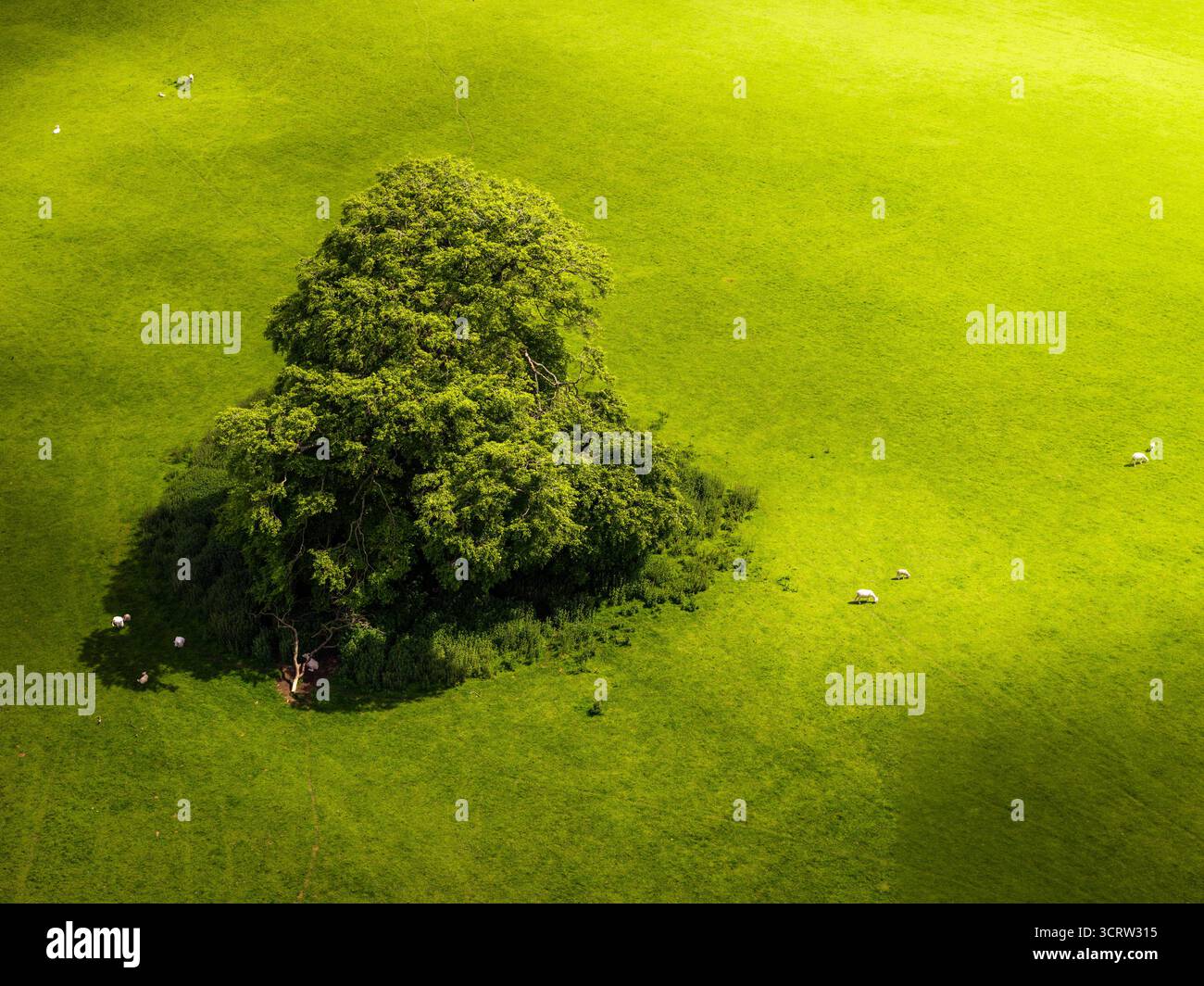 Aerial view of a solitary tree standing proudly in a vibrant green ...