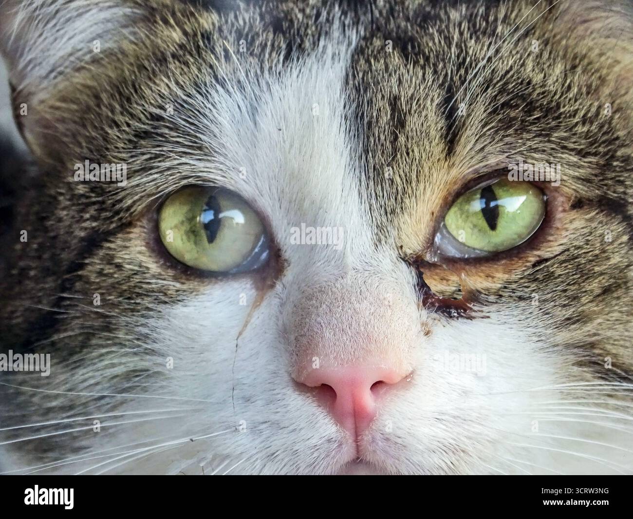 Cat close up portrait hi-res stock photography and images - Alamy