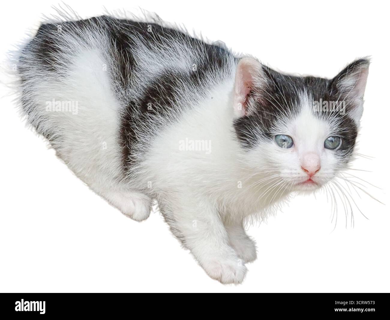 Kitten isolated on white background Stock Photo