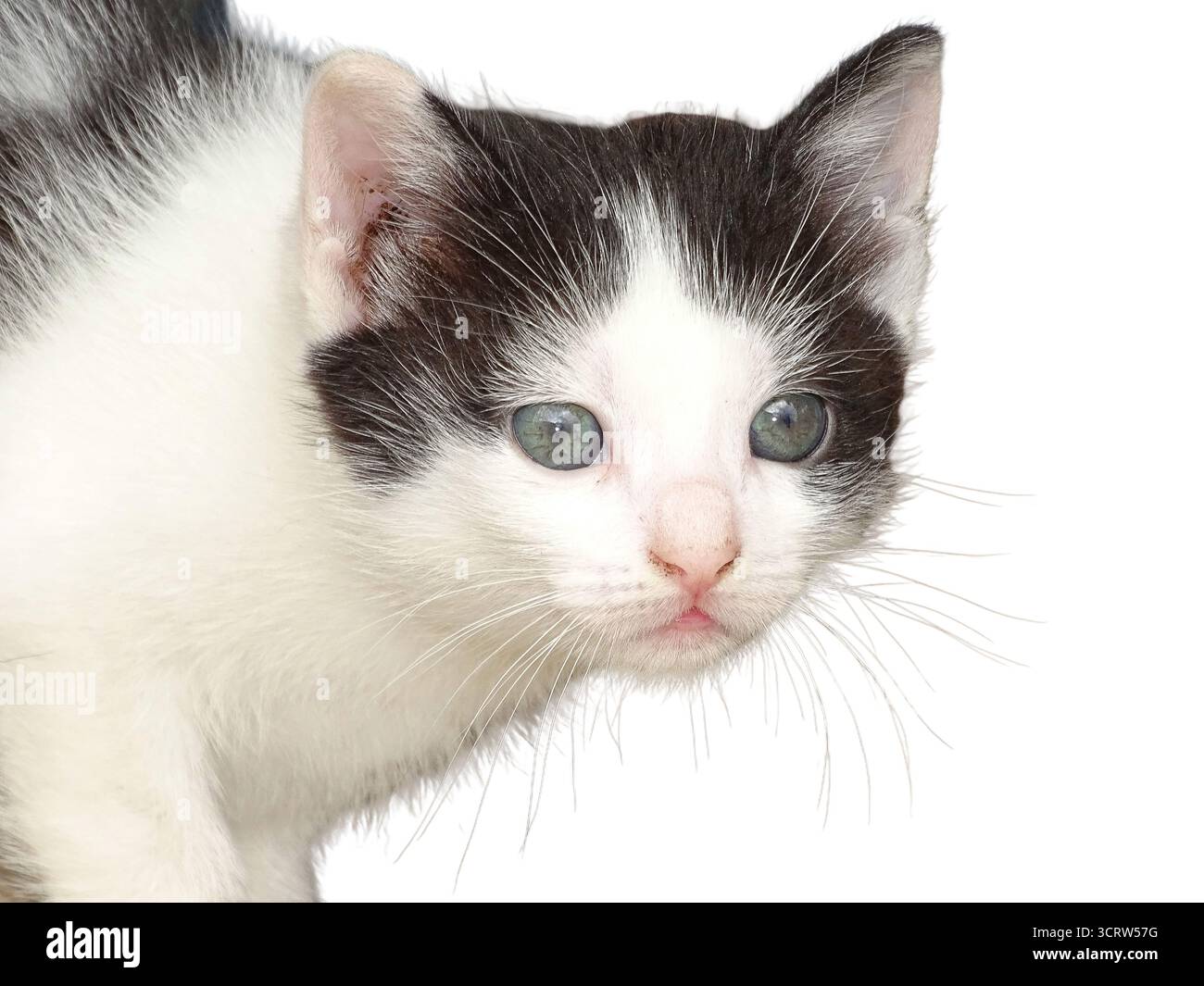 Kitten isolated on white background Stock Photo