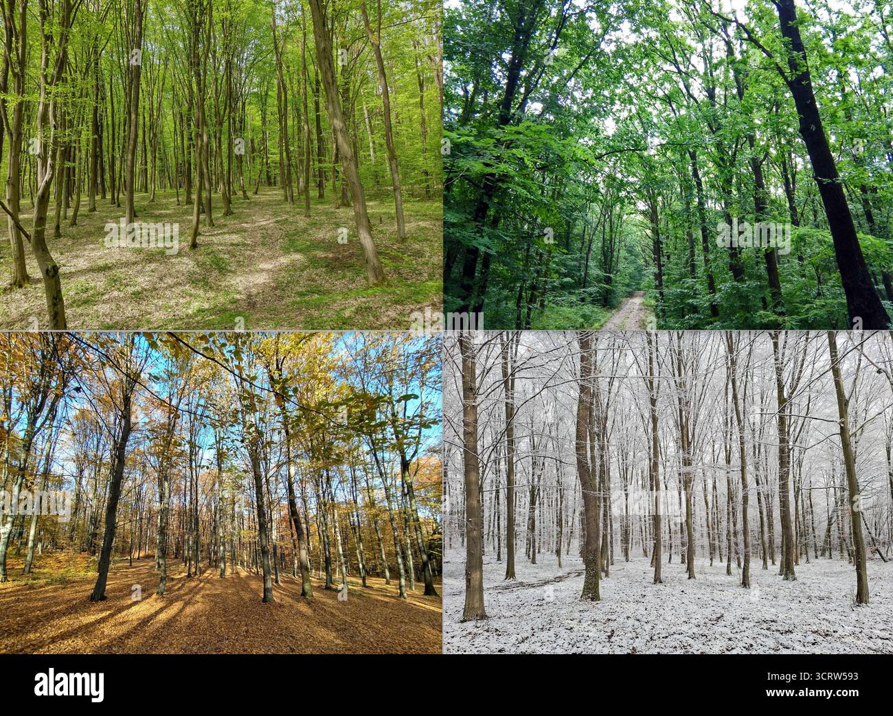 Collage with the forest in all four seasons. Spring, summer, autumn and ...