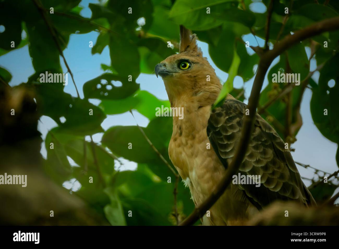 Nisaetus bartelsi hi-res stock photography and images - Alamy