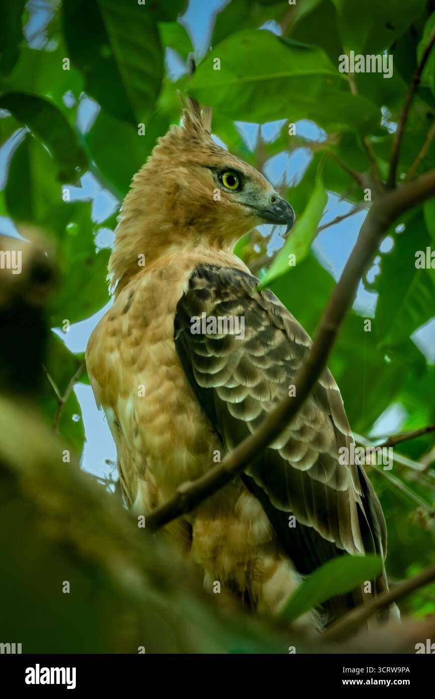 Nisaetus bartelsi hi-res stock photography and images - Alamy