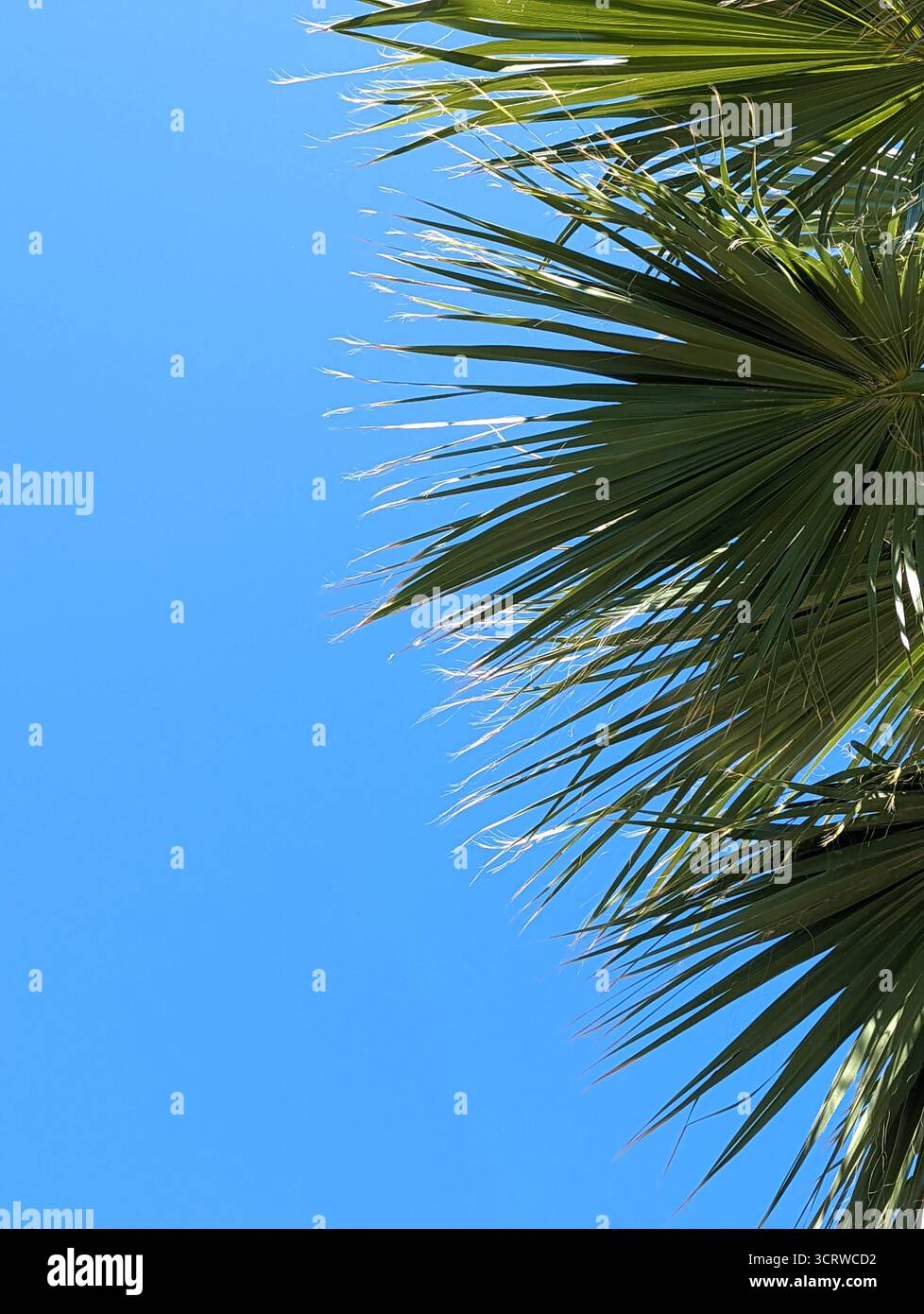 Palm Tree and Sunny Blue Sky - Smartphone Captured Stock Image