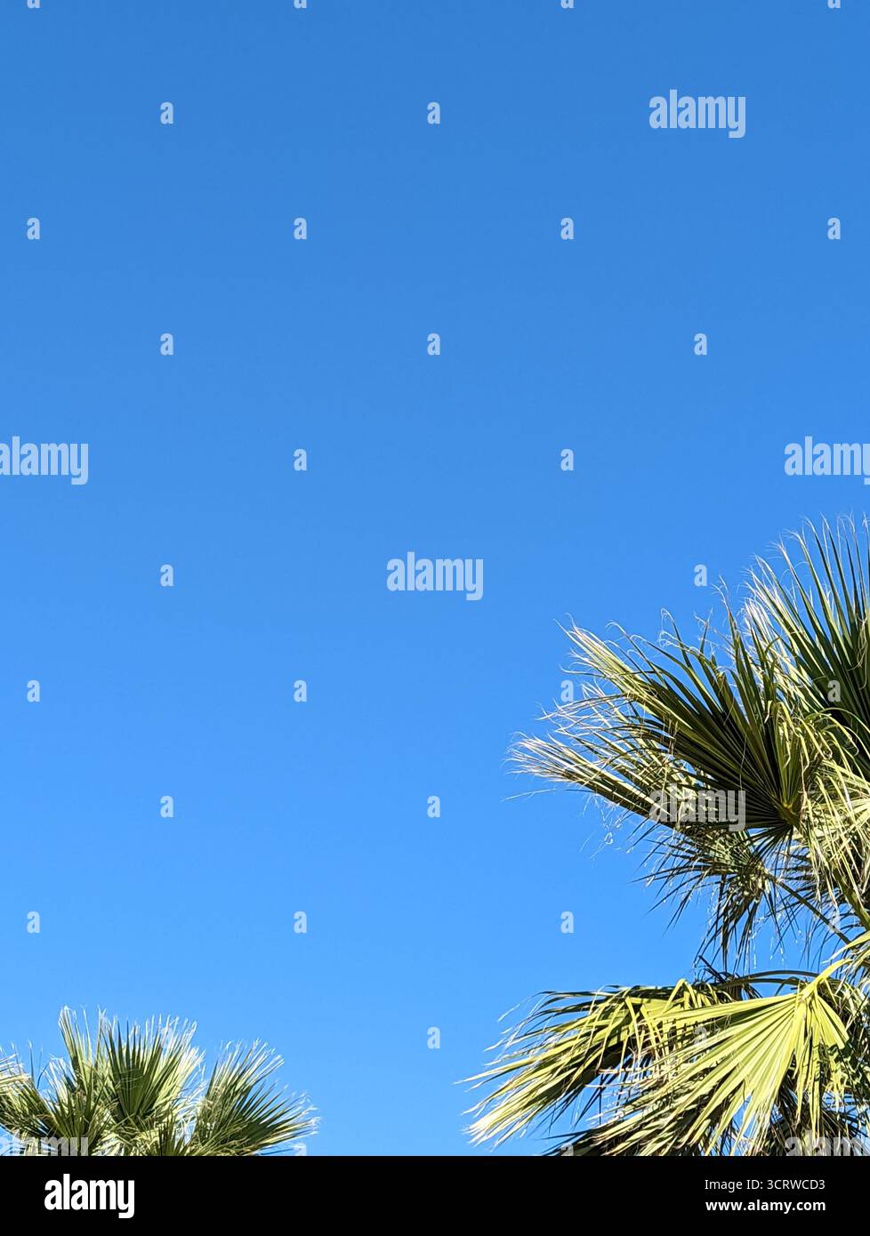 Palm Tree and Sunny Blue Sky - Smartphone Captured Stock Image