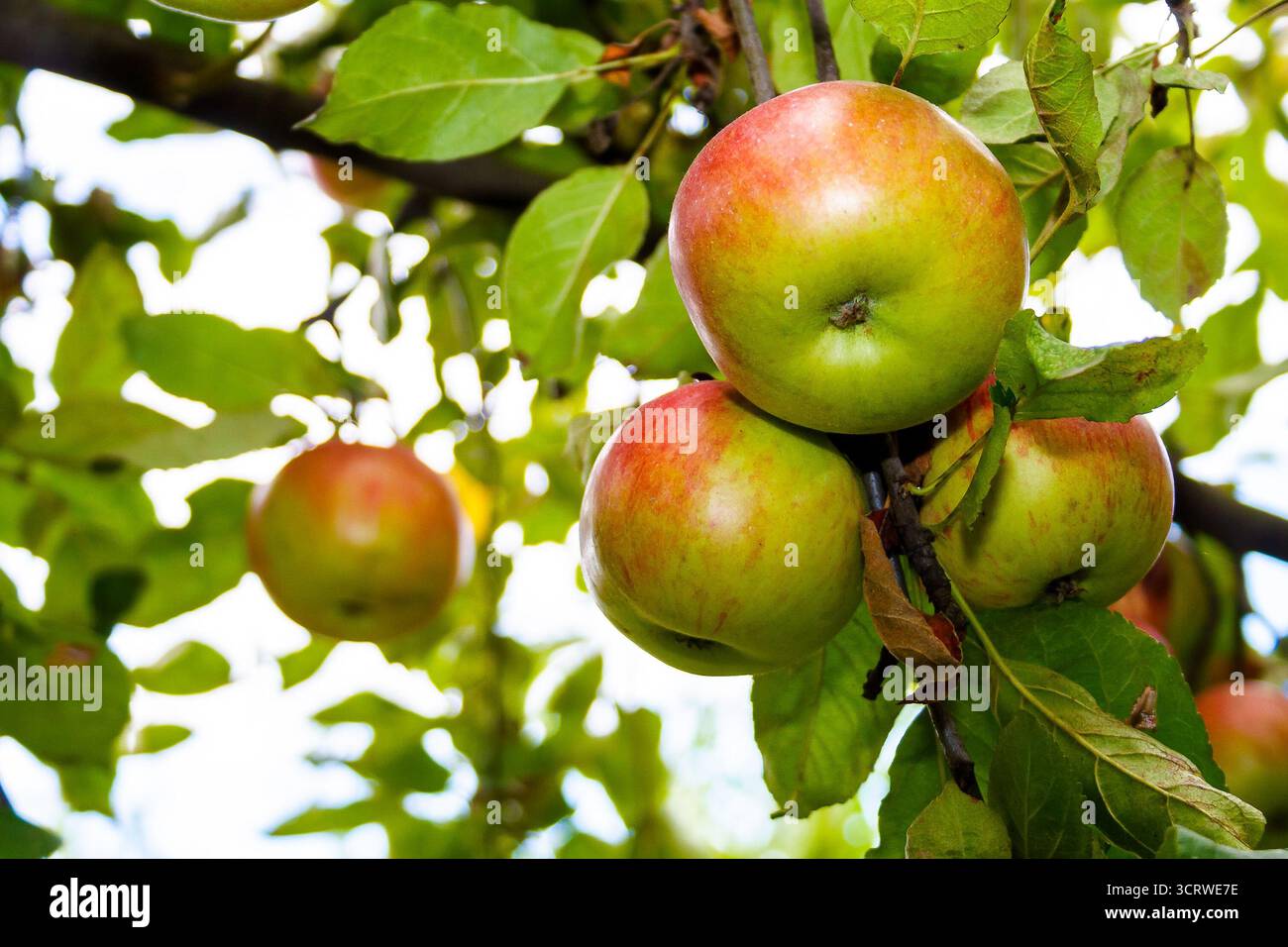 melrose apple hanging on the branch with leaves. sweet ripe organic fruit on the tree. rural autumn harvest on green background of blurred foliage in Stock Photo