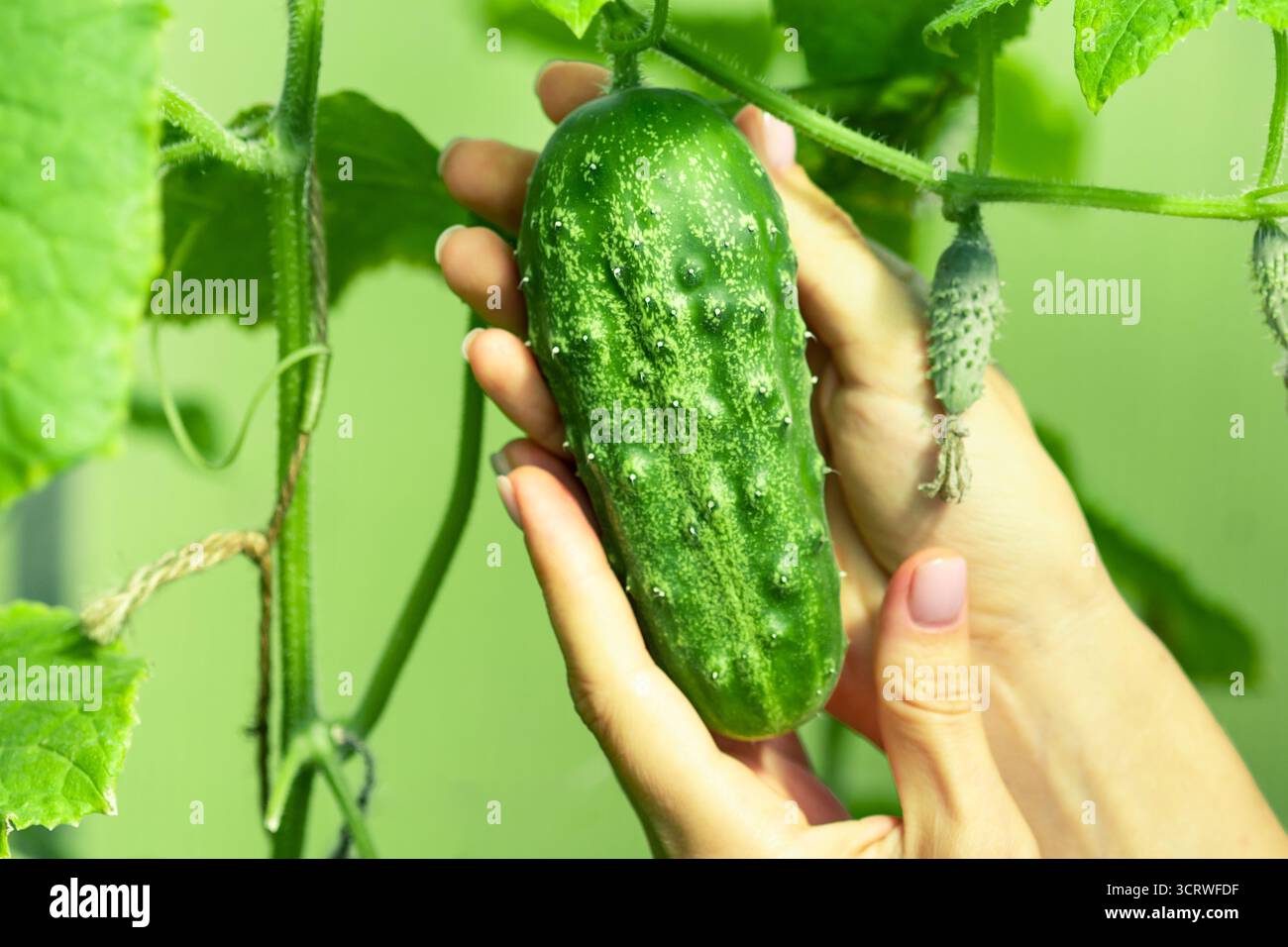 Close-up of hands holding fresh green cucumber on plant in summer garden. Eco farming and healthy food. Stock Photo