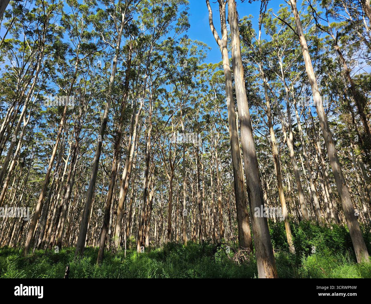 Nature's Cathedral: The timeless Karri Forest of Australia. Stock Photo