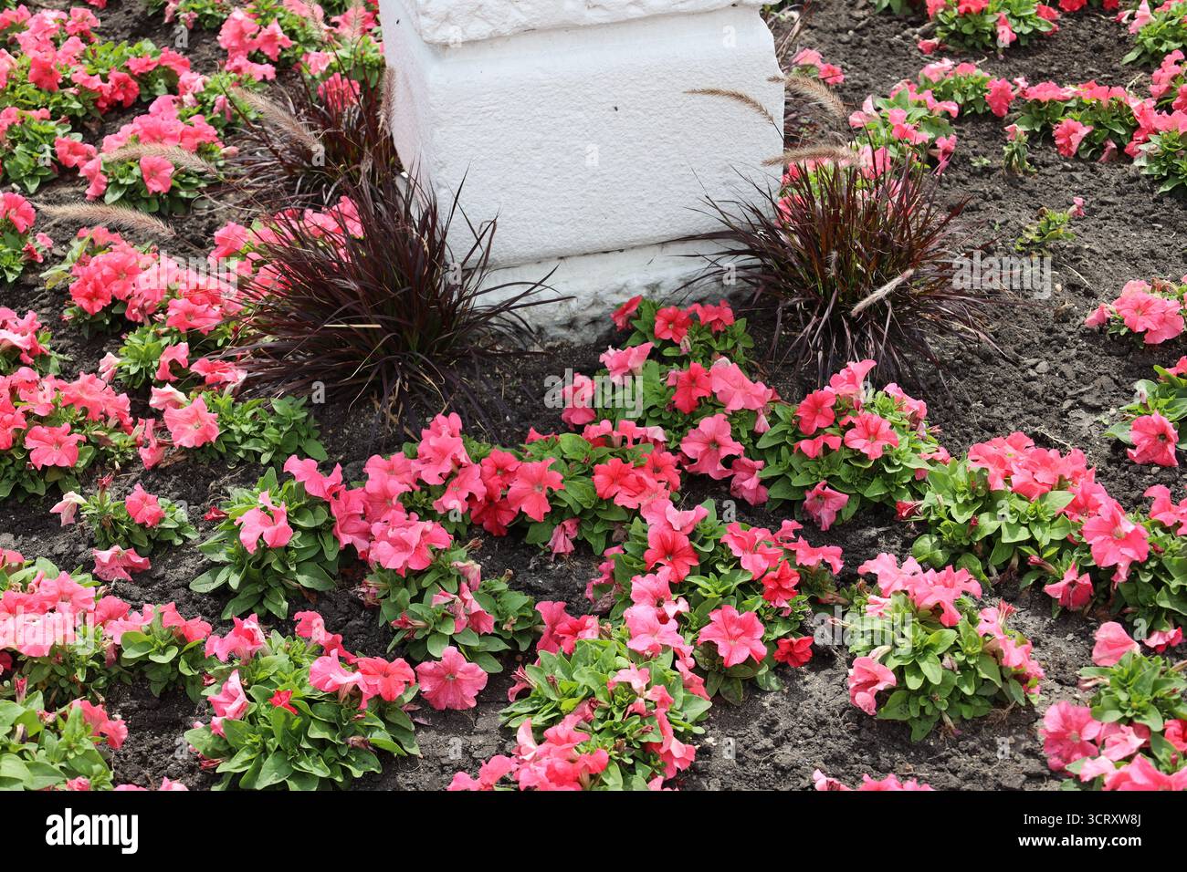 bevy of plants with bright red blossoms surrounding a painted concrete column Stock Photo