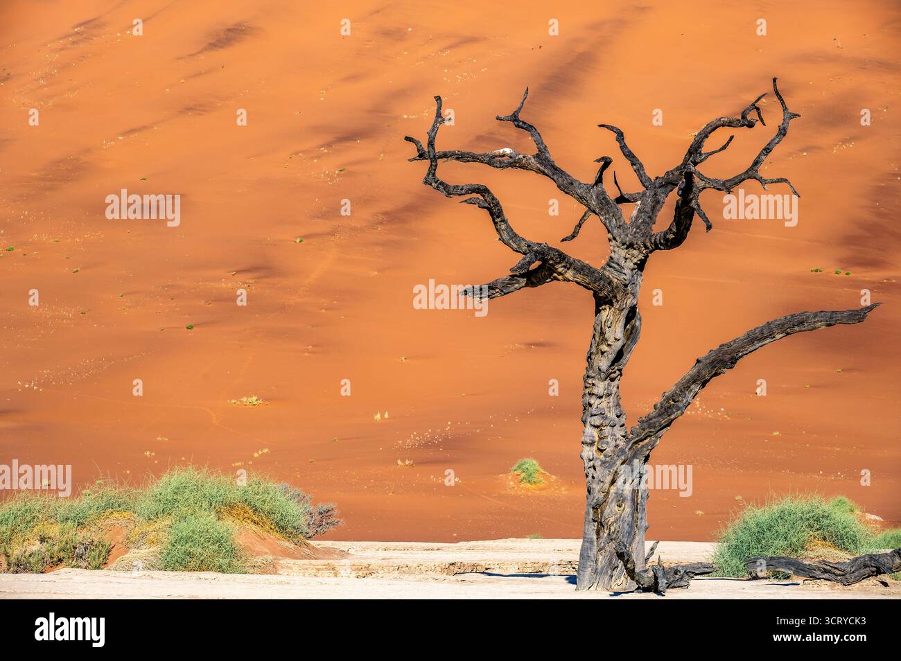 Dead tree near Sossusvlei in Namibia Stock Photo