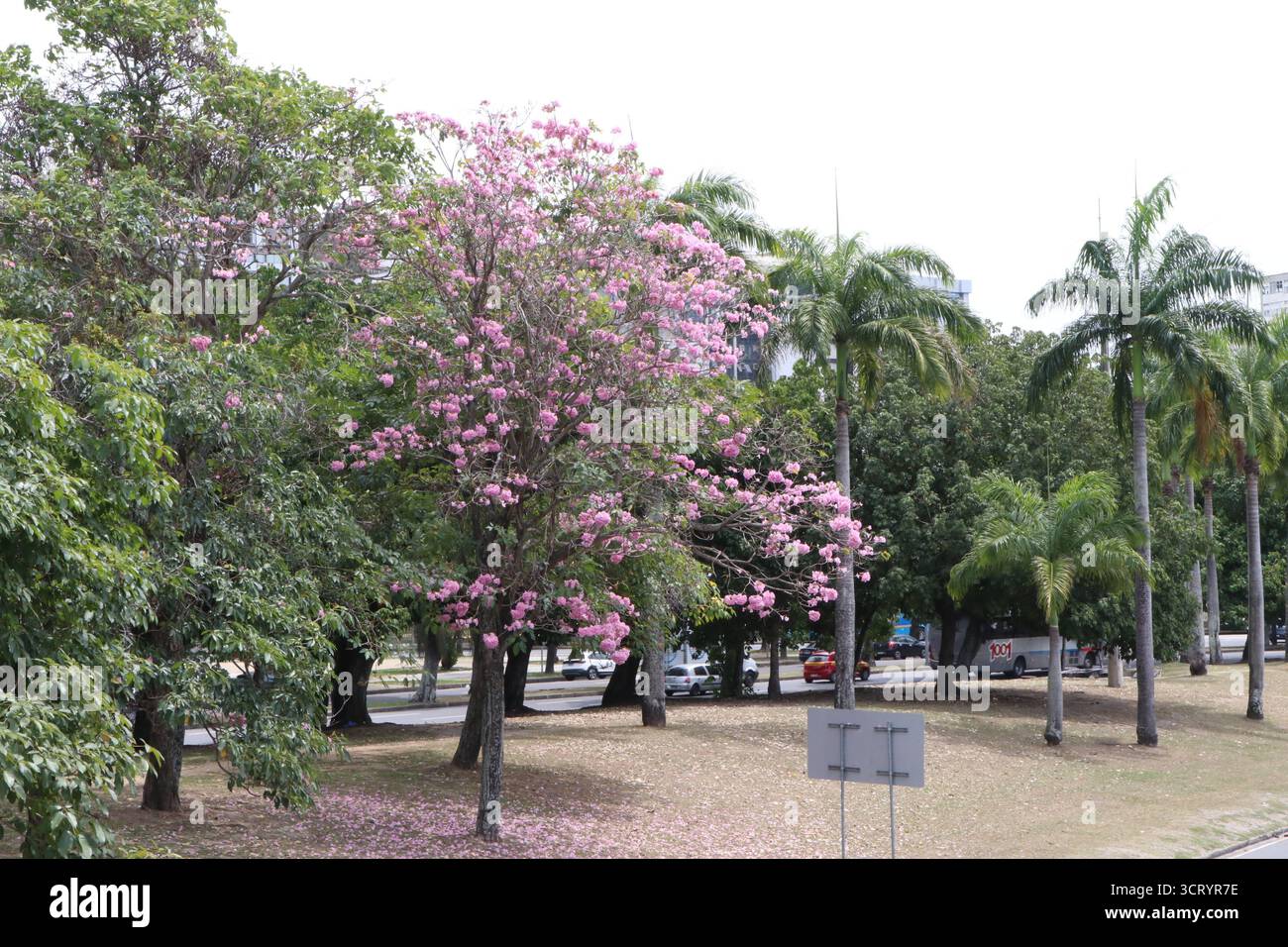 October 3, 2025, Rio De Janeiro, Rio De Janeiro, Brasil: Rio de Janeiro ...