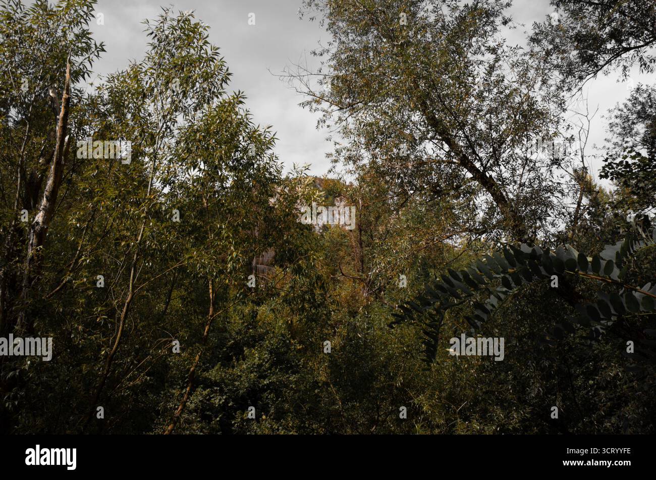 Dense forest canopy framing hi-res stock photography and images - Alamy