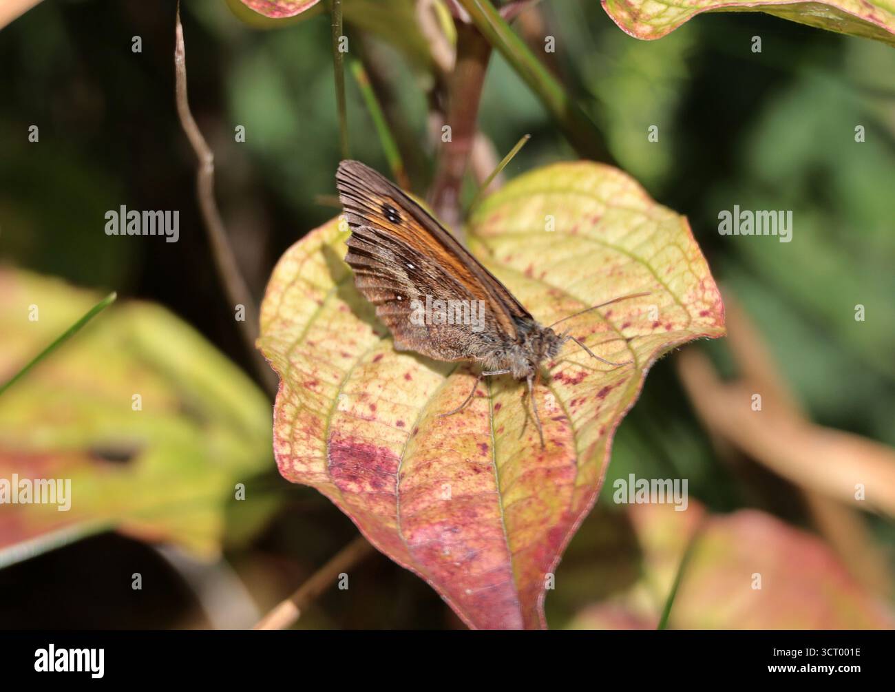 A Meadow Brown butterfly on a leaf Stock Photo