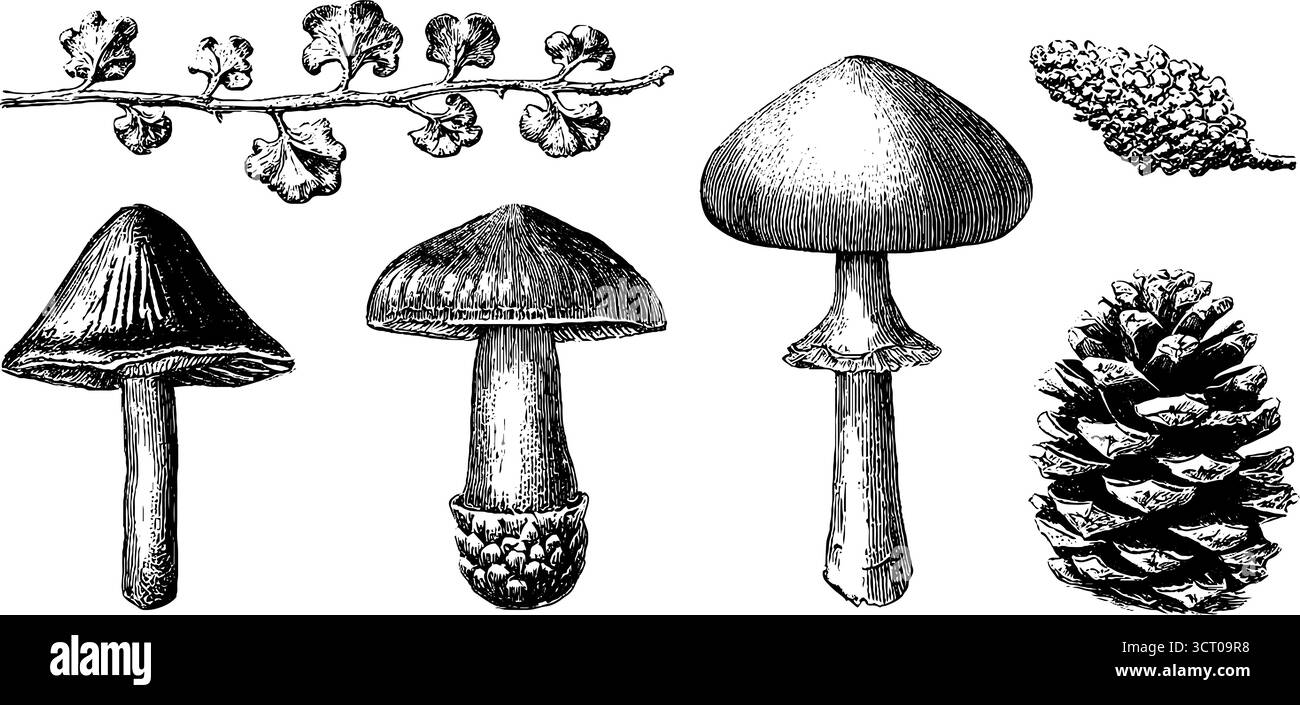 Engraved illustration set of forest mushrooms and pine elements for ...