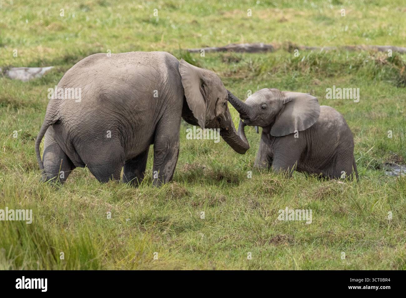 African bush elephant mother and calf touching trunks in the wet ...
