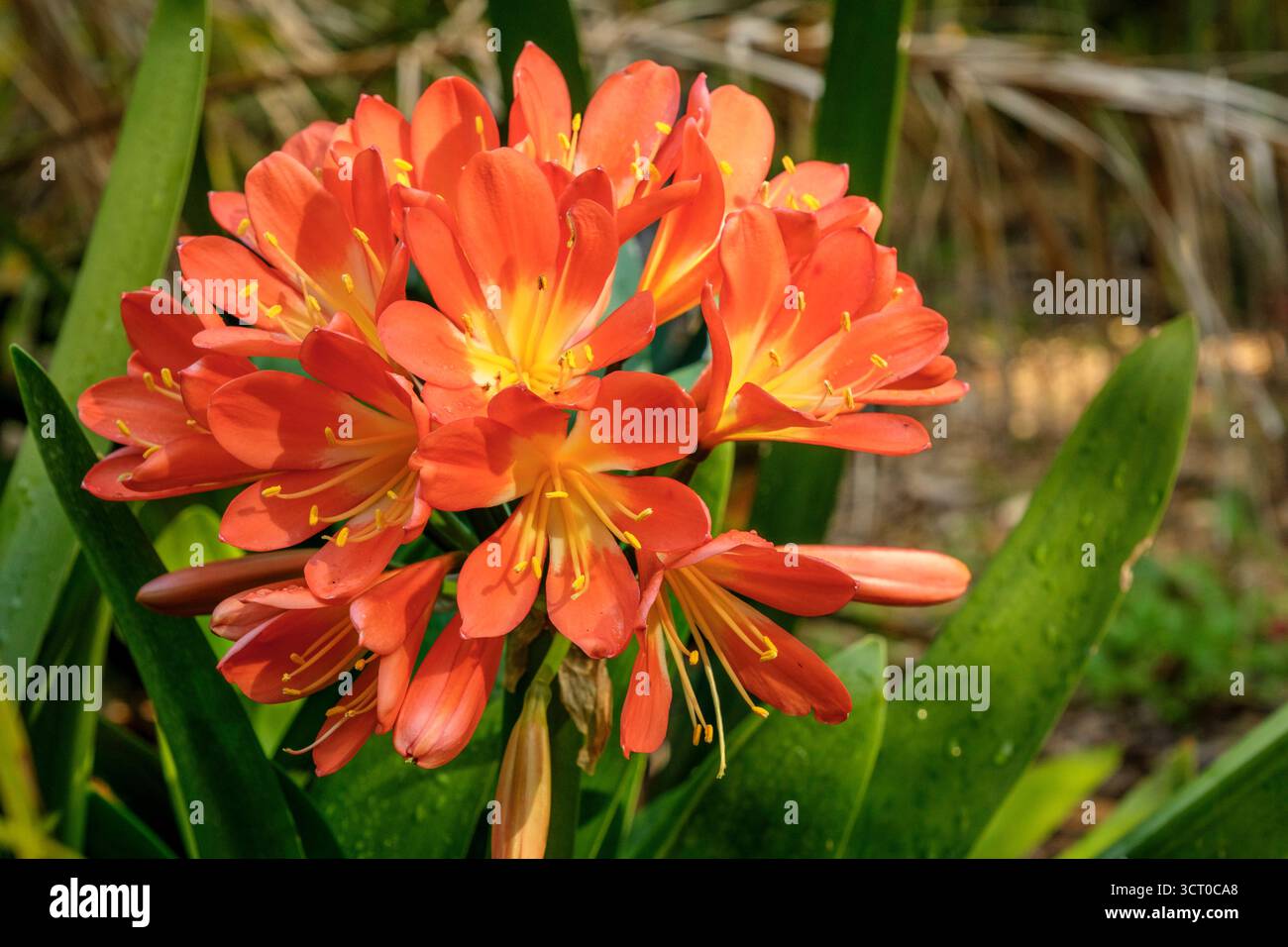 trumpet shaped flower related to the tobacco plant crossword clue Trumpet shaped flowers hi-res stock photography and images