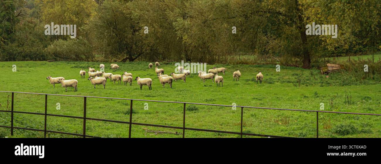 Flock of sheep standing and grazing on a lush green pasture in a rural ...