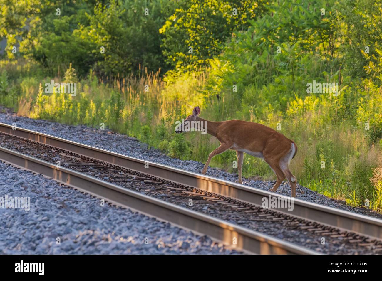 Whitetail hazards hi-res stock photography and images - Alamy
