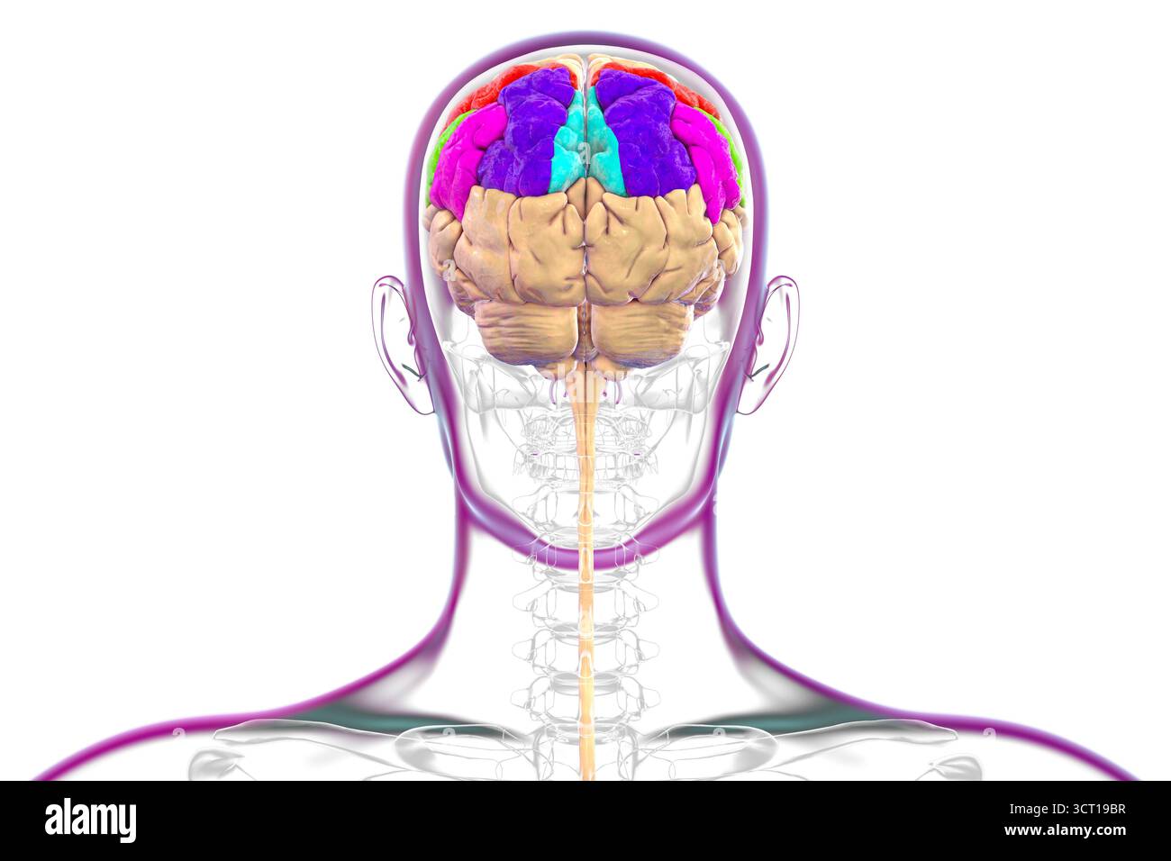 Illustration of the brain parietal gyri: postcentral (red), superior ...
