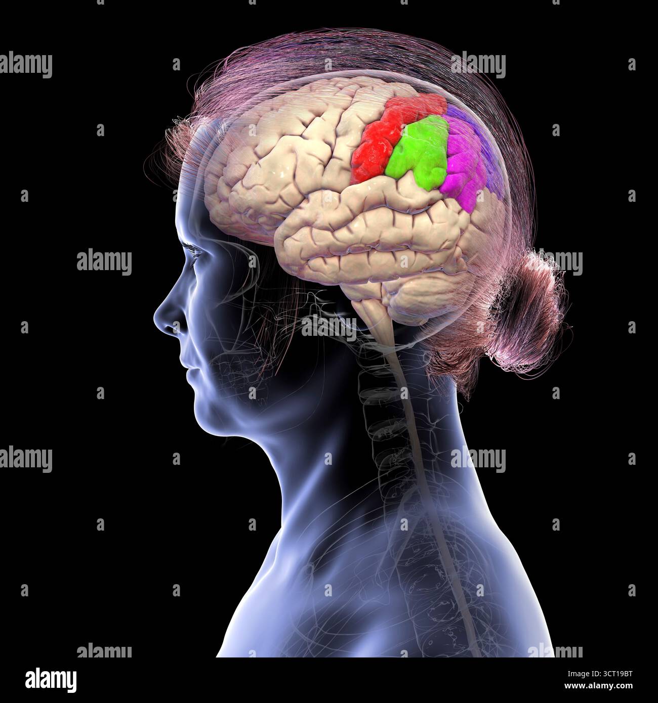 Illustration of the brain parietal gyri: postcentral (red), superior ...