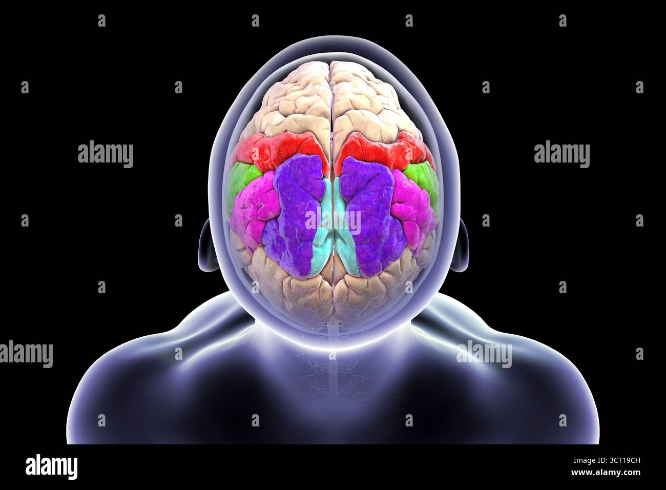 Angular Gyrus Mri Anatomy