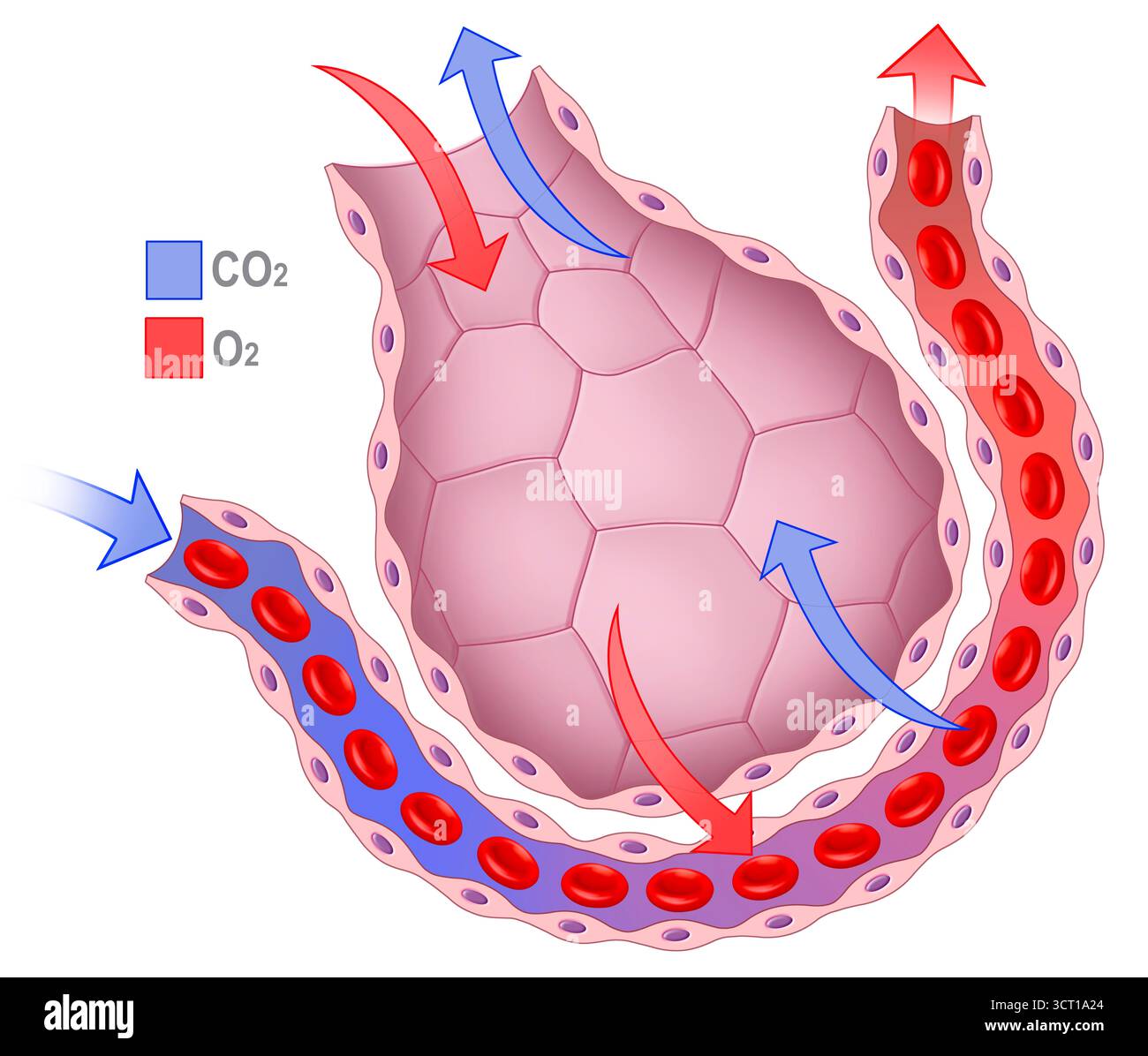 Illustration of the pulmonary alveoli during gas exchange: oxygen from ...