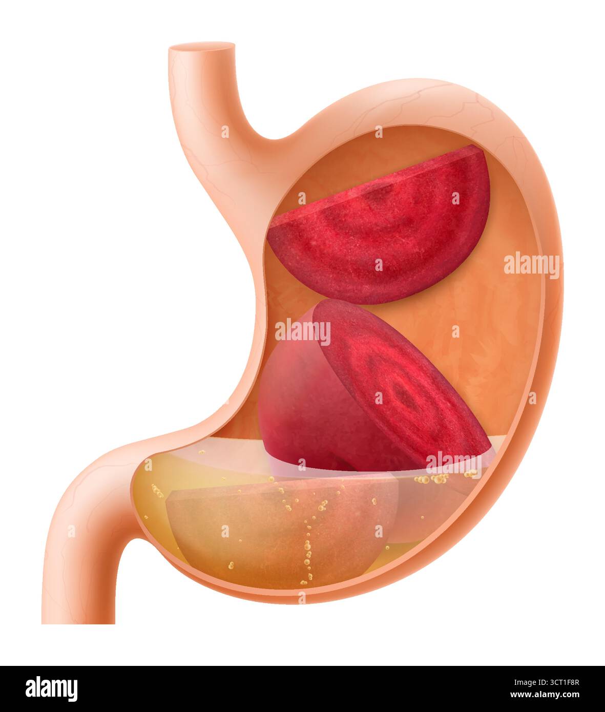 Abdomen bath Stock Vector Images - Alamy