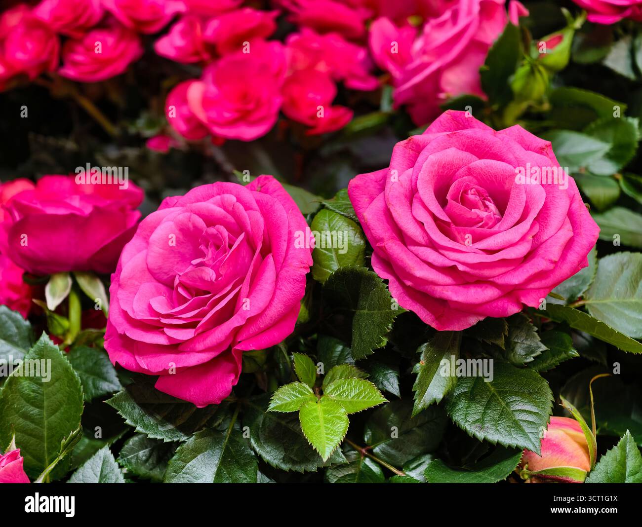 Two Roses Ultra Pink roses in full bloom with vibrant petals and lush green leaves ...