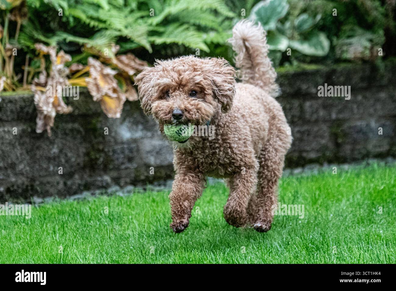 Working Cocker Spaniel and Australian Labradoodle Stock Photo