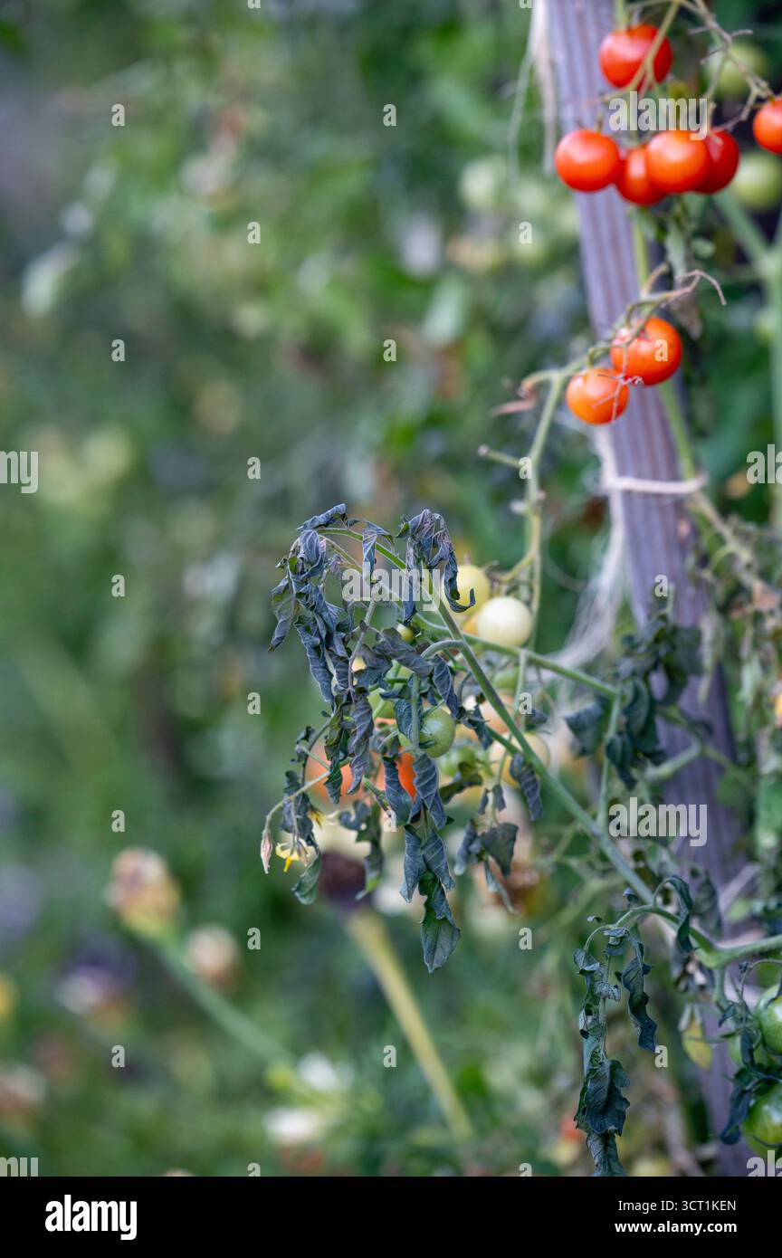 Frost damaged tomato plant hi-res stock photography and images - Alamy