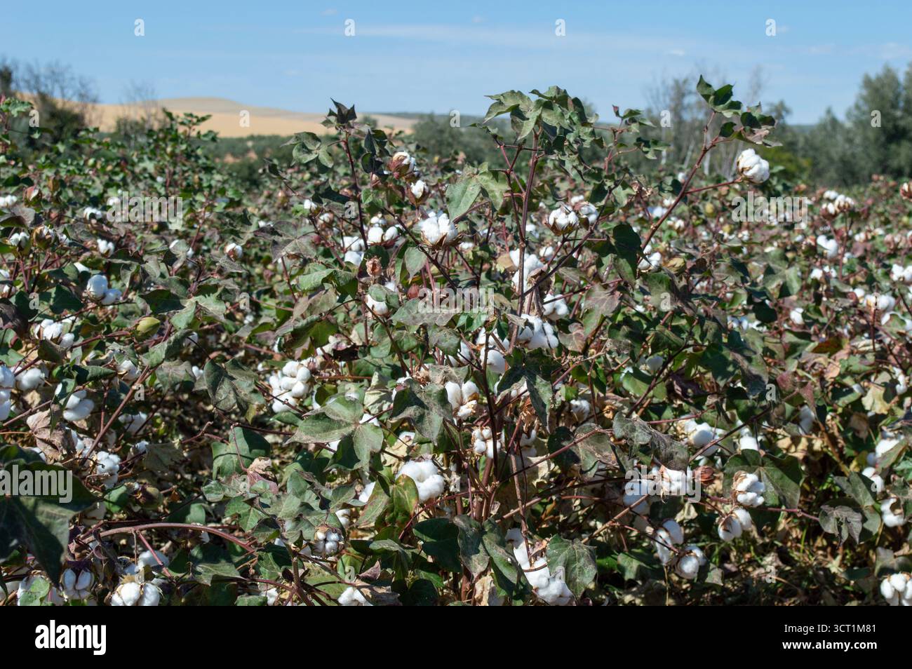 Planta de cultivo hi-res stock photography and images - Alamy