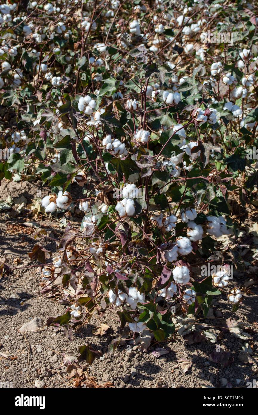 Planta de cultivo hi-res stock photography and images - Alamy