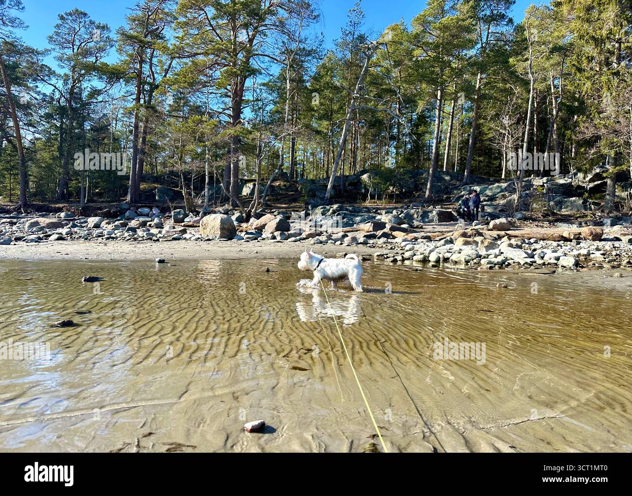Westie - Smartphone Captured Stock Image