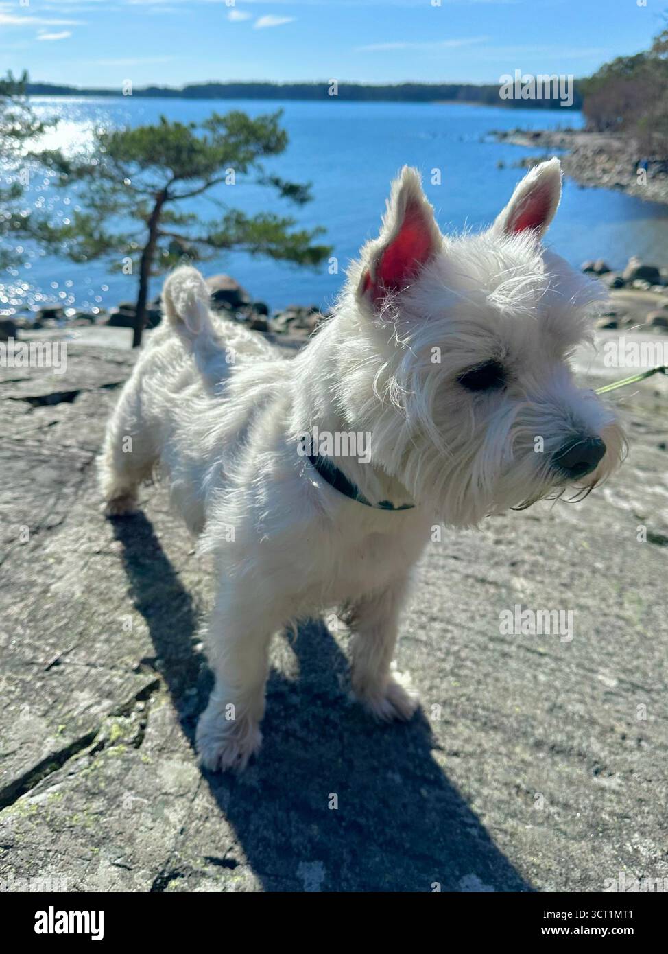 Westie - Smartphone Captured Stock Image