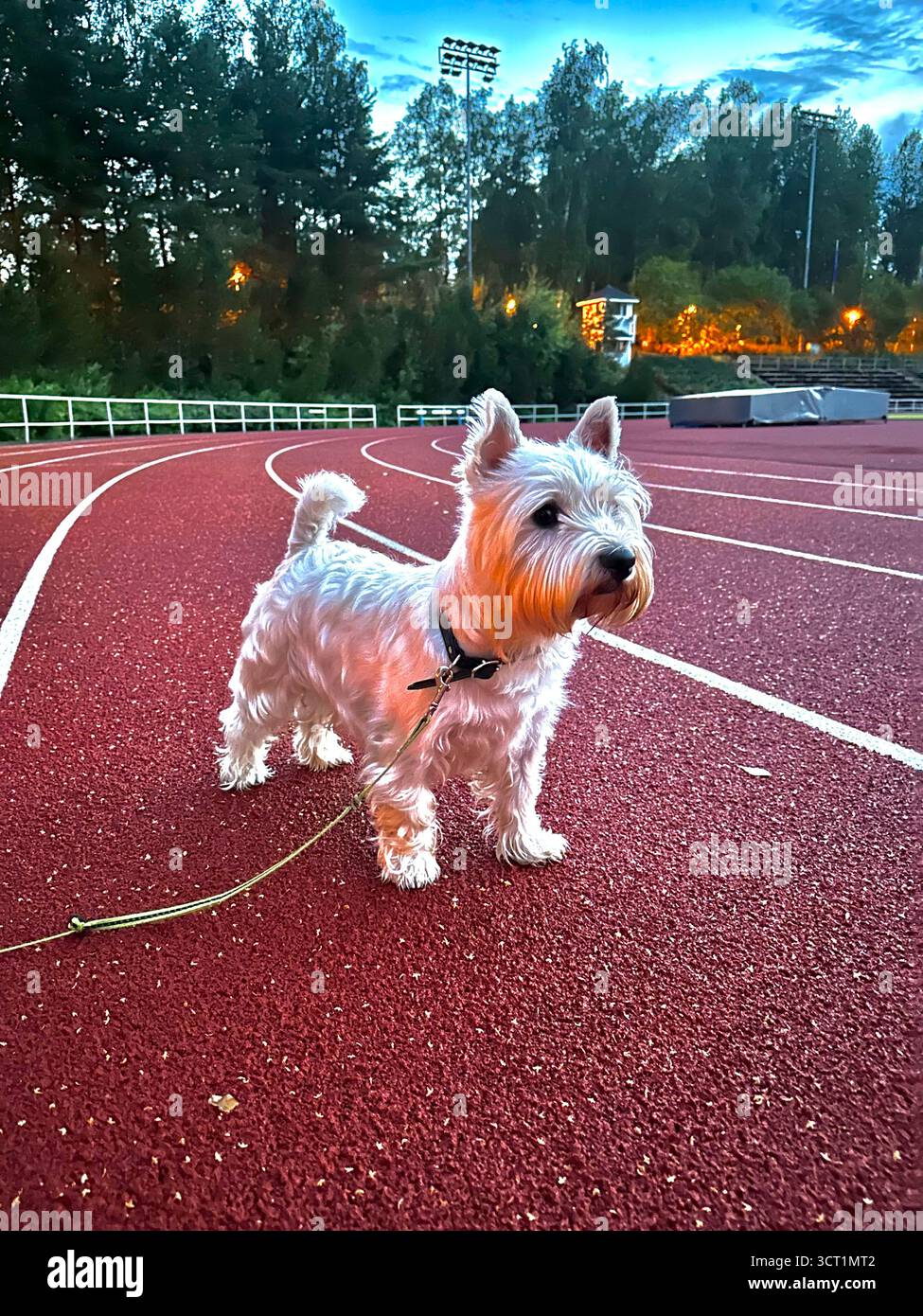Westie - Smartphone Captured Stock Image